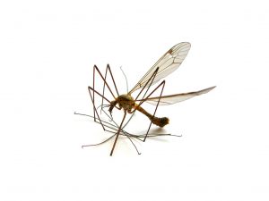 myg-myggestik-myggen